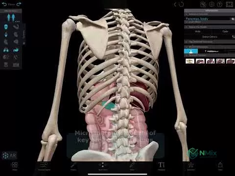 anatomy 3d atlas APK مهكر
