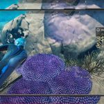 Beyond Blue APK