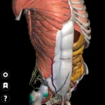 anatomy 3d atlas مهكر