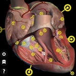 atlas anatomy مهكر