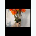 تحميل تطبيق Screxo