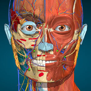 تحميل برنامج تشريح جسم الإنسان Anatomy Learning مهكر APK اخر اصدار 2027 مجانا