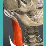 Anatomy Learning