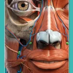 تشريح جسم الإنسان Anatomy Learning