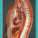 برنامج تشريح جسم الإنسان Anatomy Learning