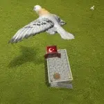 Pigeon Paradise