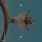 Bebo Video Player