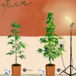 لعبة Weed Firm